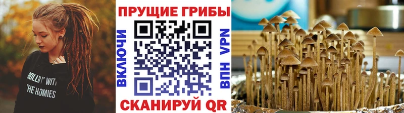 купить наркоту  Мариинский Посад  Псилоцибиновые грибы мицелий 